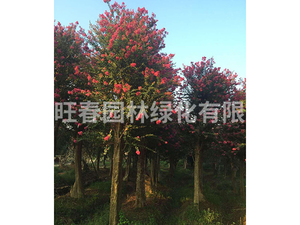紫薇苗 
